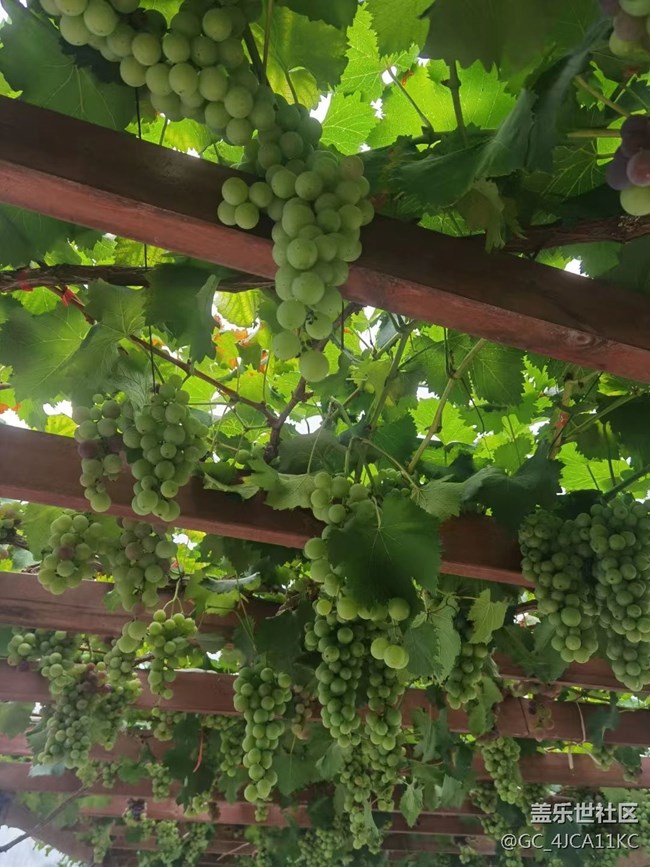 【夏日炎炎】葡萄園