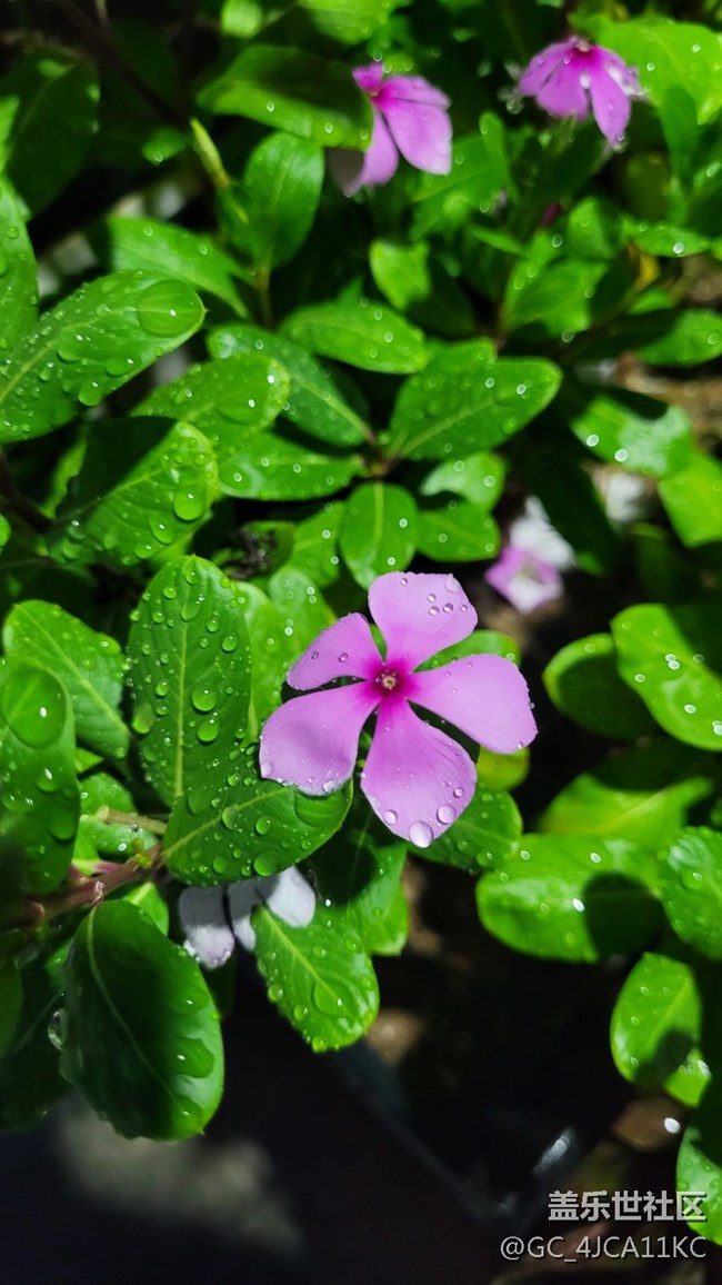 【夏季的花】景觀花