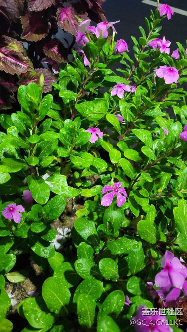 【夏季的花】景觀花