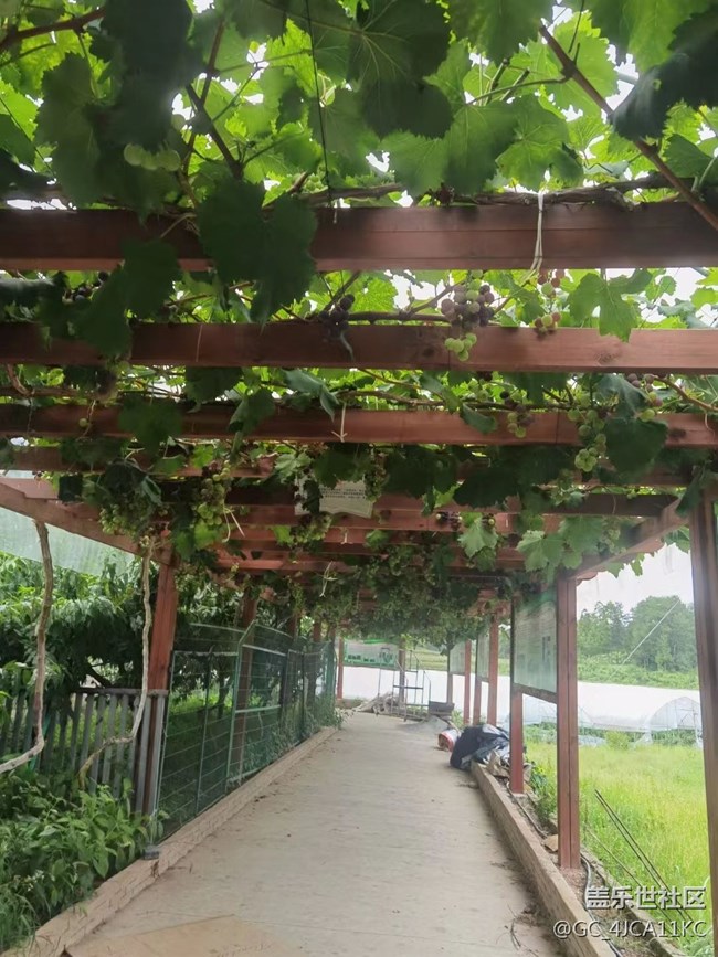 【夏日炎炎】葡萄園