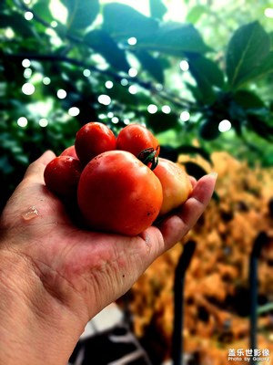 小菜園
