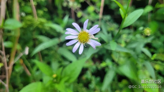 【夏季的花】小小野花