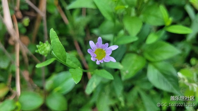 【夏季的花】小小野花