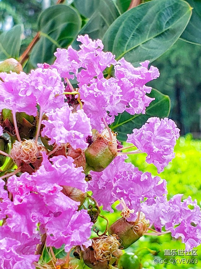 【夏季的花】紫薇花 紫