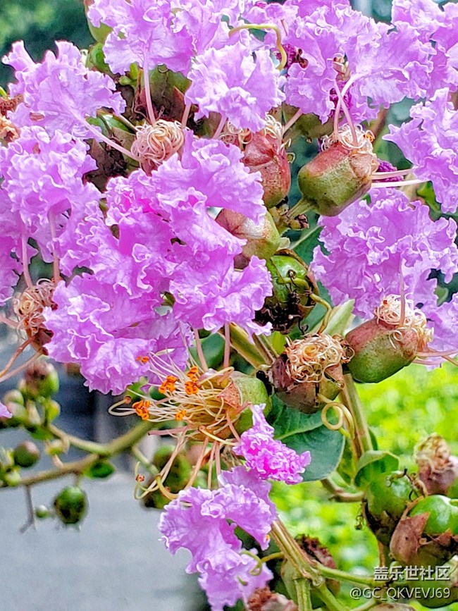 【夏季的花】紫薇花 紫