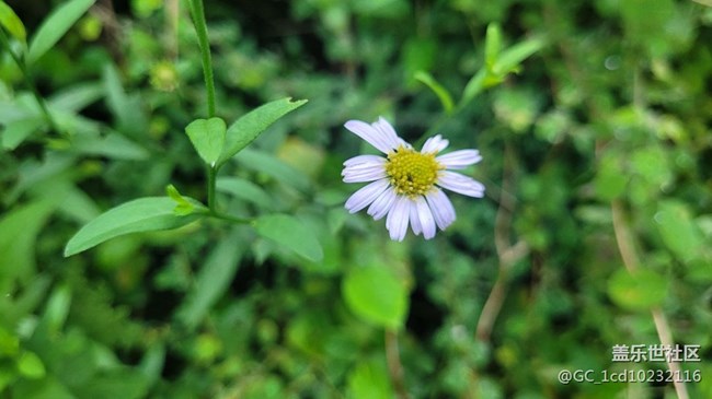 【夏季的花】小小野花