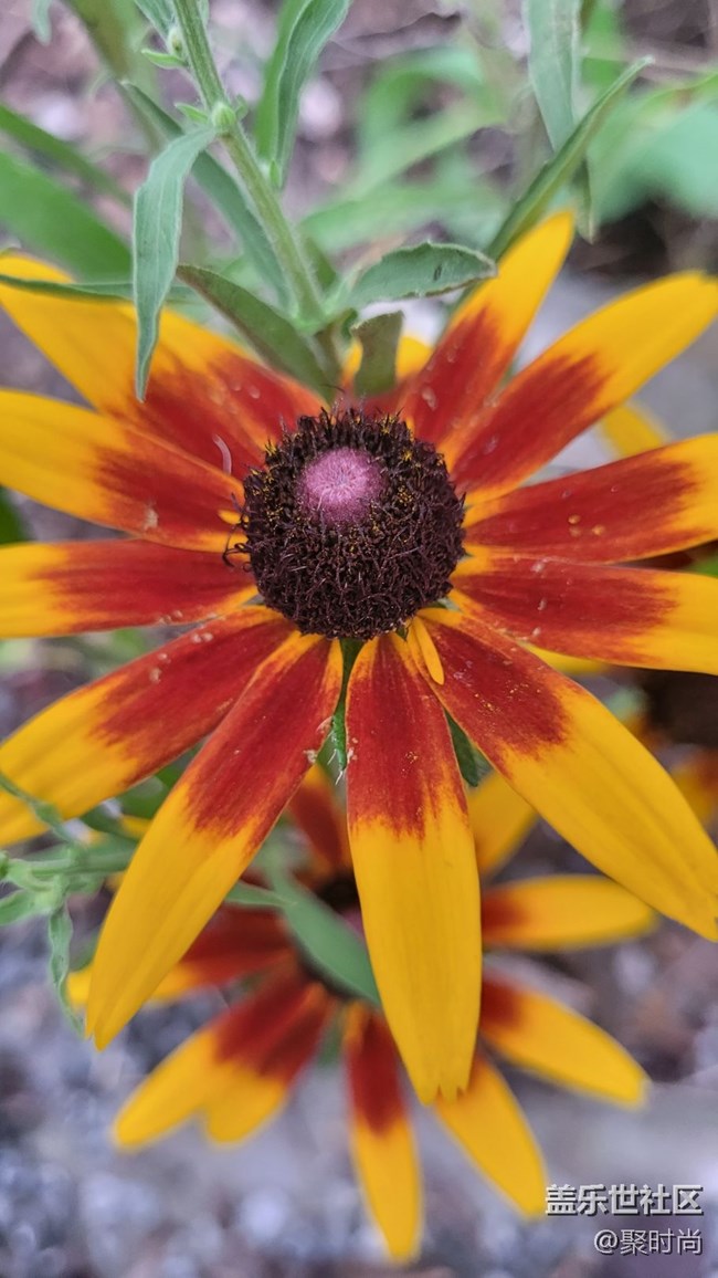 【夏季的花】二色金光菊