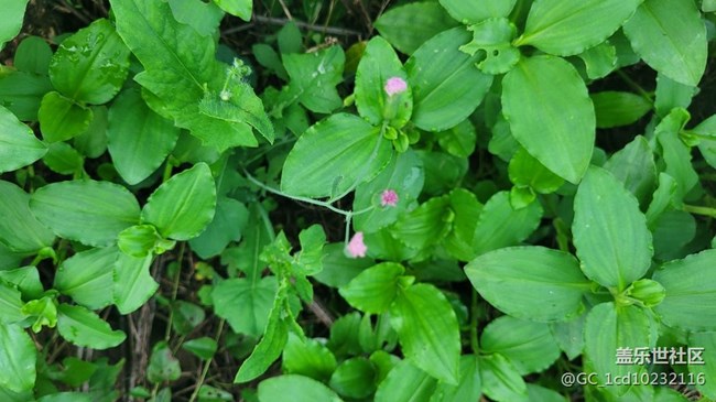 【夏季的花】小小野花