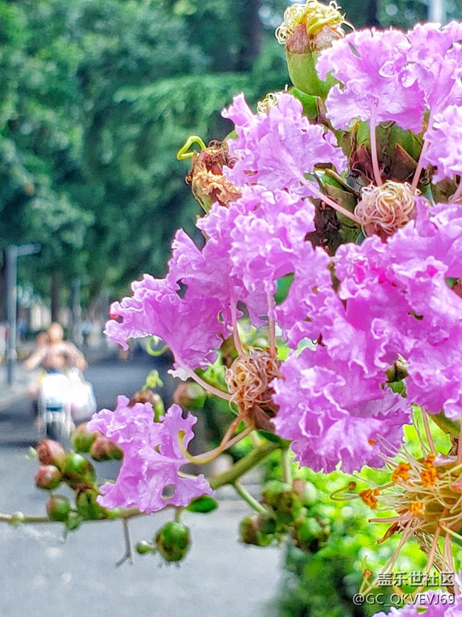 【夏季的花】紫薇花 紫