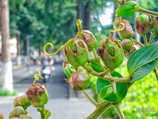 【夏季的花】紫薇花 紫