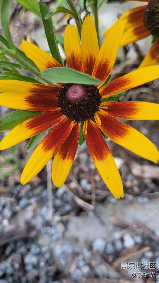 【夏季的花】二色金光菊