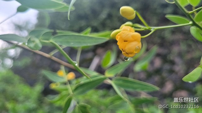 【夏季的花】小小野花