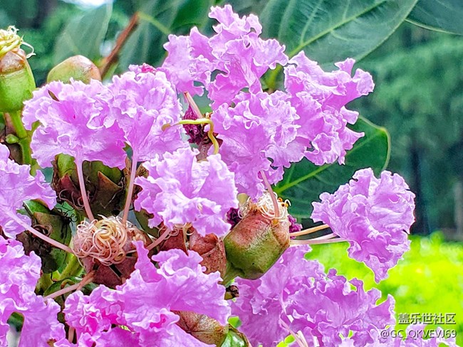 【夏季的花】紫薇花 紫