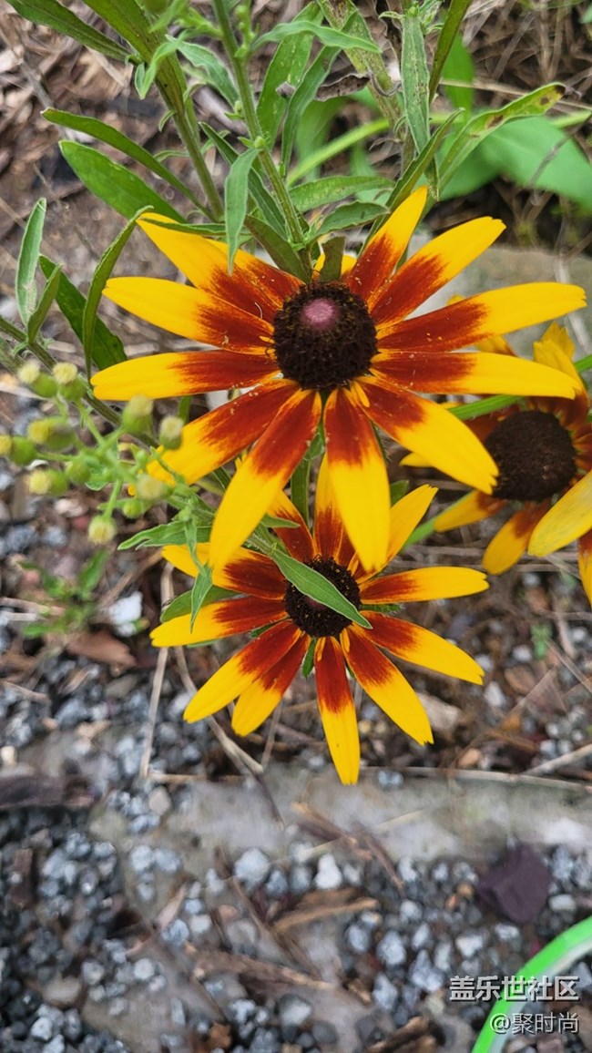 【夏季的花】二色金光菊