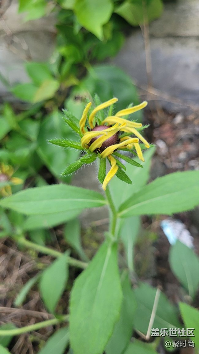 【夏季的花】二色金光菊