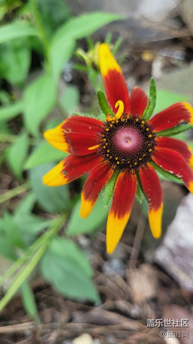 【夏季的花】二色金光菊