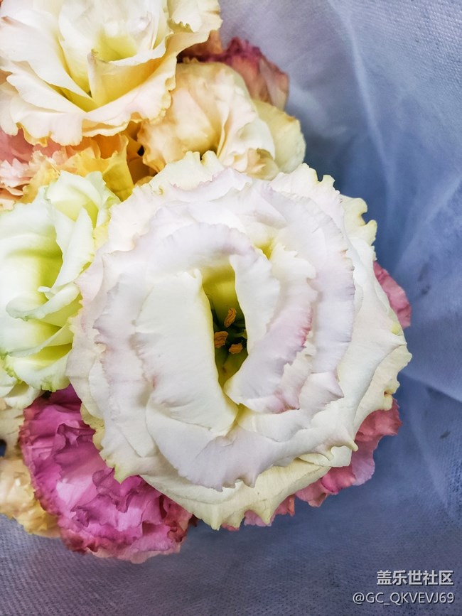 【夏季的花】+粉色洋桔梗