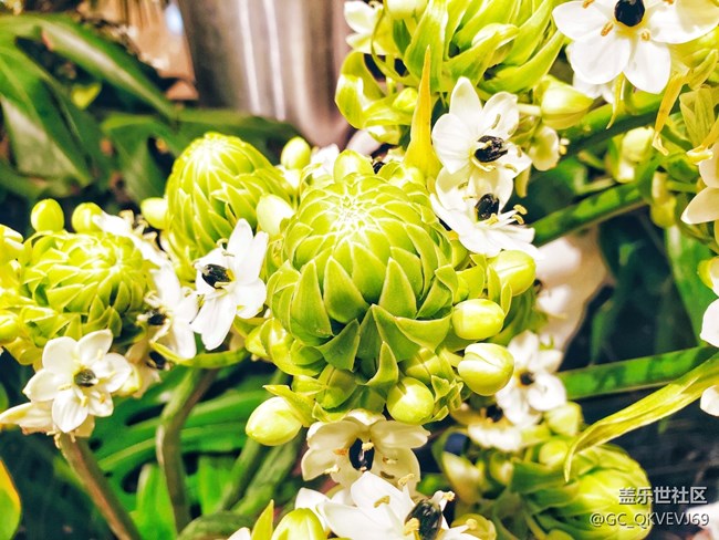 【夏季的花】+ 虎眼萬年青