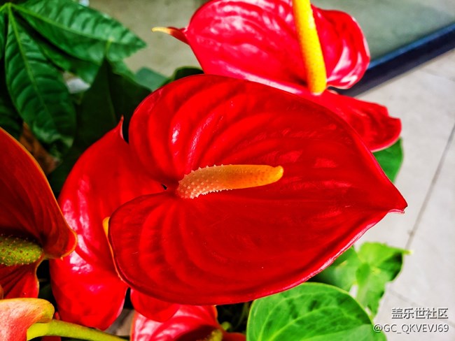 【夏季的花】+ 花燭 紅掌