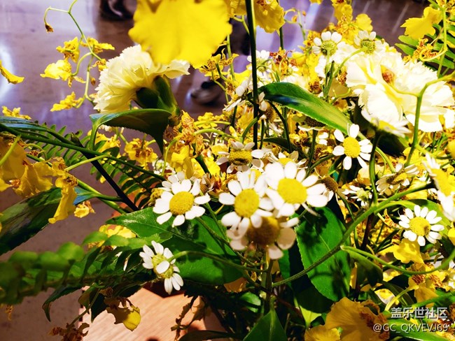 【夏季的花】+ 洋甘菊