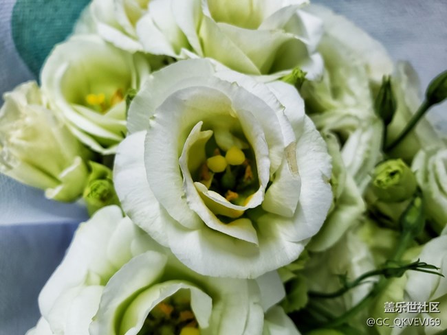 【夏季的花】+綠色洋桔梗