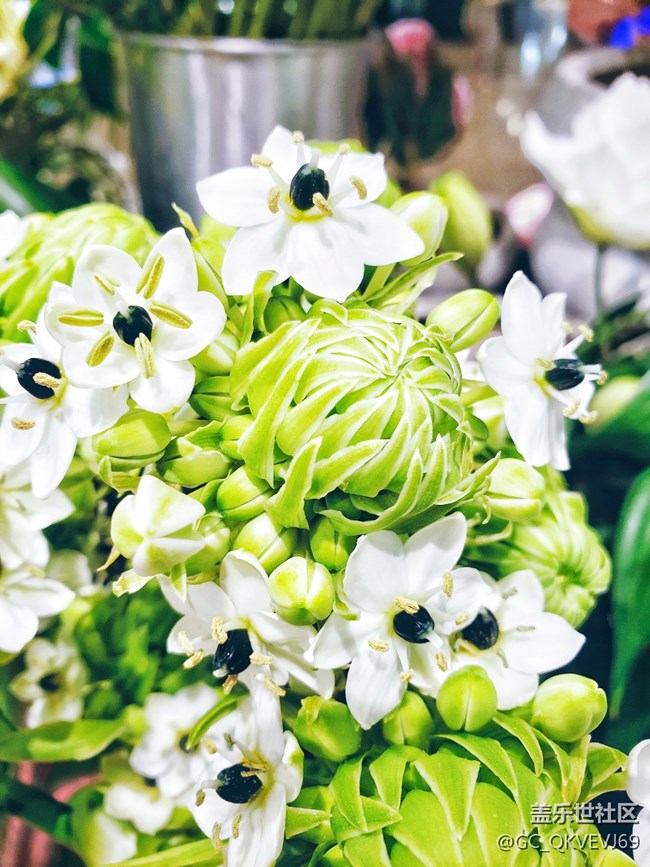 【夏季的花】+ 虎眼萬年青