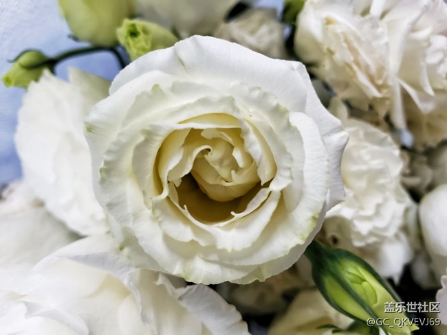 【夏季的花】+白色洋桔梗