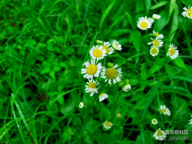 【夏季的花】+  德國洋甘菊