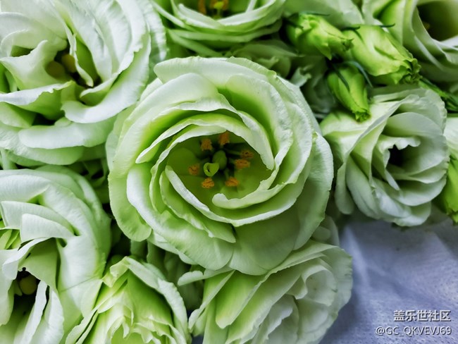 【夏季的花】+綠色洋桔梗