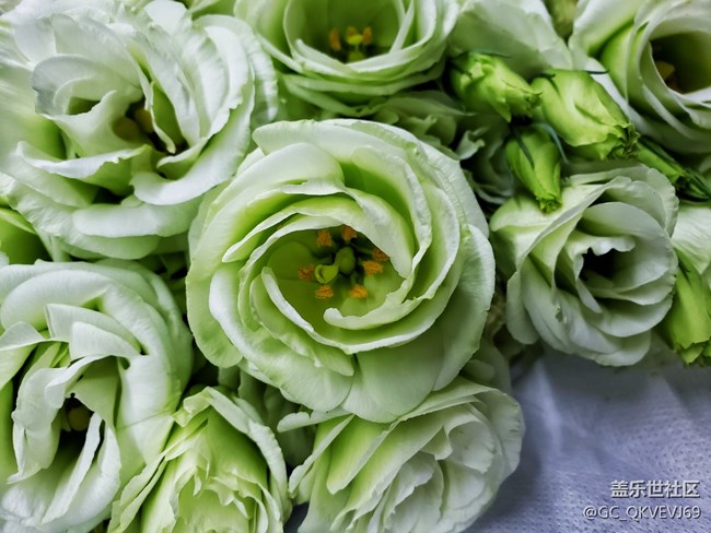 【夏季的花】+綠色洋桔梗