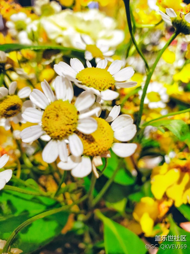 【夏季的花】+ 洋甘菊