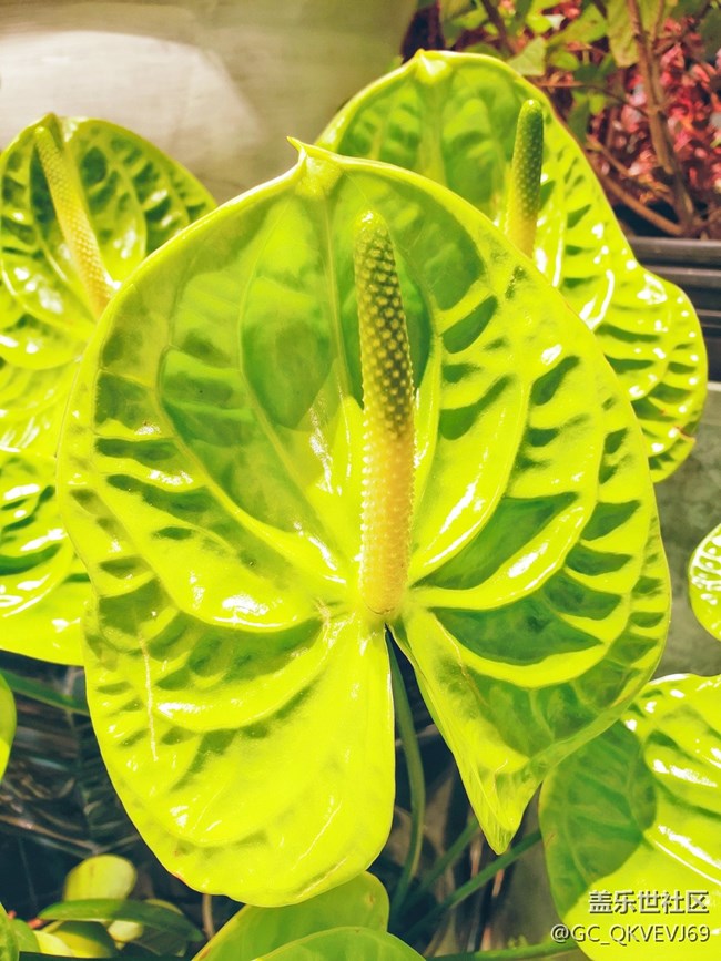 【夏季的花】+ 花燭 綠掌