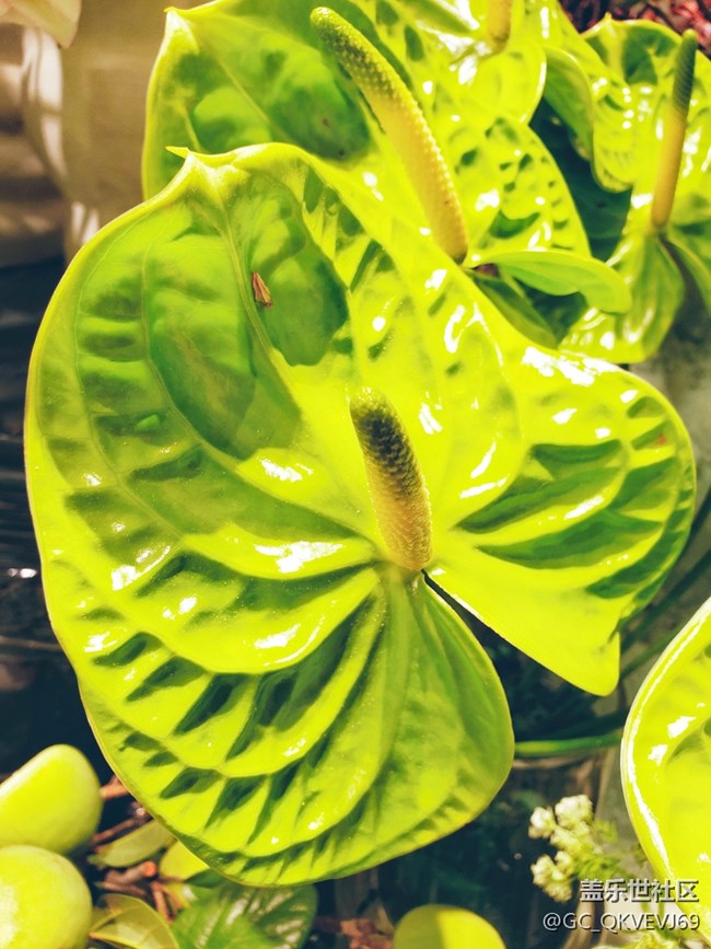 【夏季的花】+ 花燭 綠掌