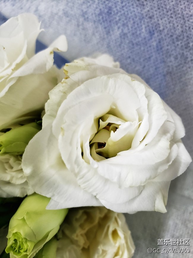 【夏季的花】+白色洋桔梗