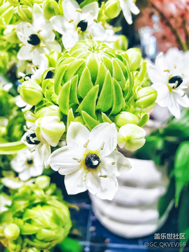 【夏季的花】+ 虎眼萬年青