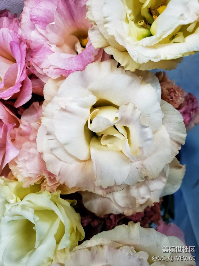 【夏季的花】+粉色洋桔梗