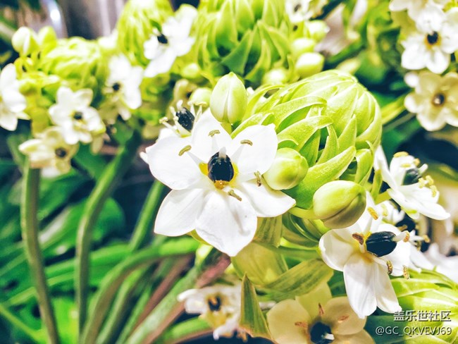 【夏季的花】+ 虎眼萬年青