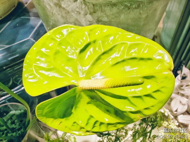 【夏季的花】+ 花燭 綠掌