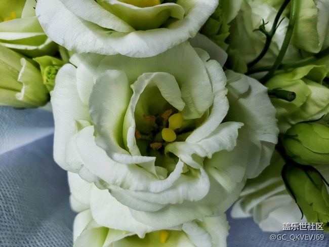 【夏季的花】+綠色洋桔梗