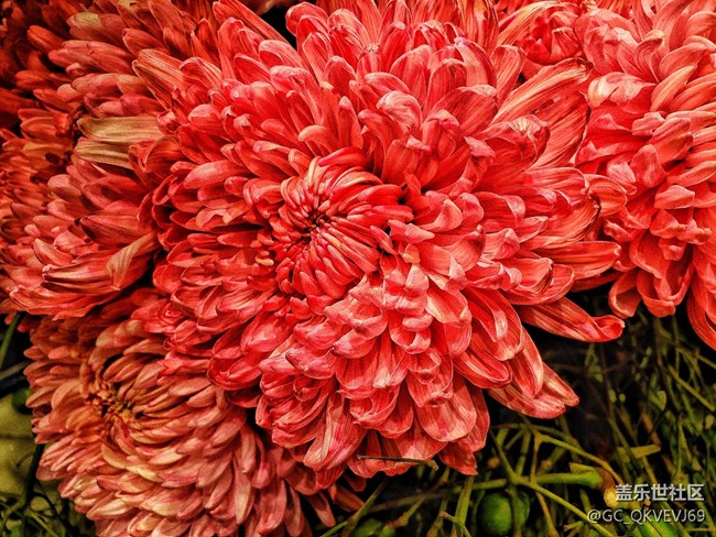【夏季的花】+ 菊花 紅