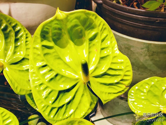 【夏季的花】+ 花燭 綠掌