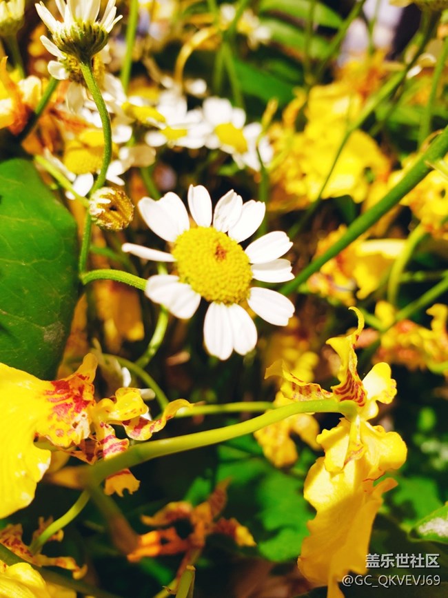 【夏季的花】+ 洋甘菊