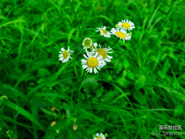 【夏季的花】+  德國洋甘菊