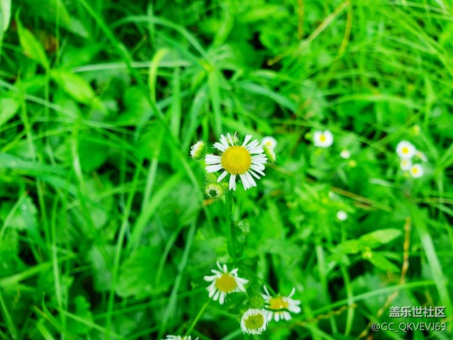 【夏季的花】+  德國洋甘菊