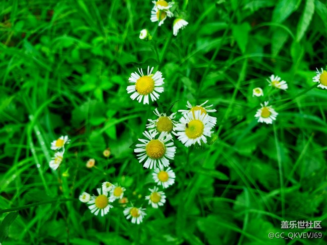 【夏季的花】+  德國洋甘菊