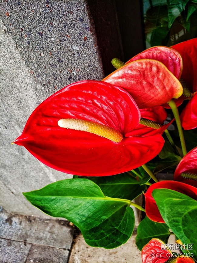 【夏季的花】+ 花燭 紅掌
