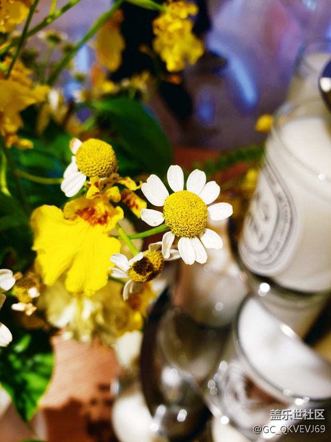 【夏季的花】+ 洋甘菊