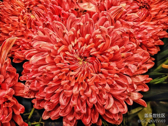 【夏季的花】+ 菊花 紅