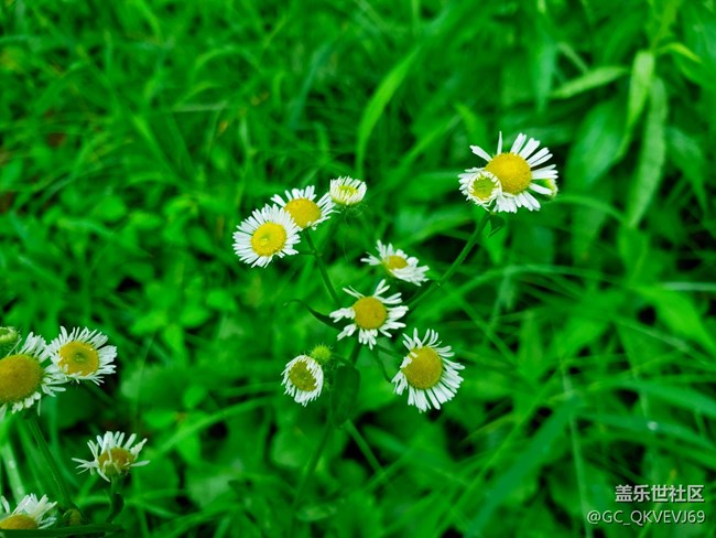【夏季的花】+  德國洋甘菊