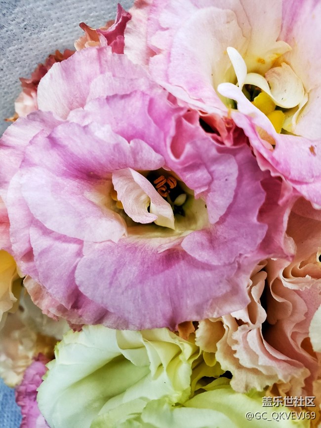 【夏季的花】+粉色洋桔梗